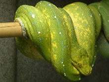 Chondro