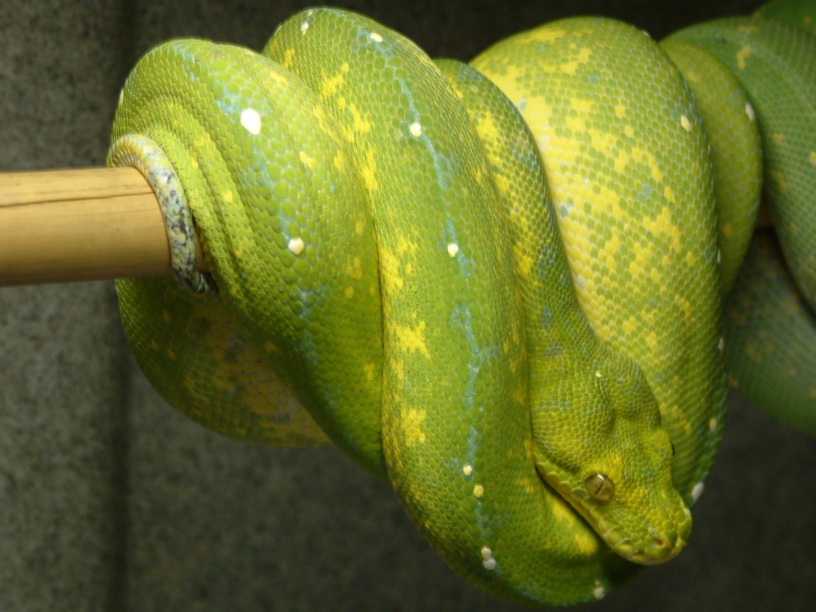 Chondro