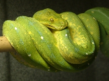 Chondropython viridis