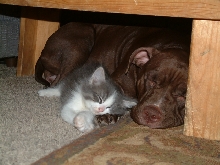 Pig n Blitz
