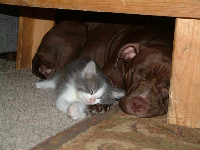 Pig n Blitz