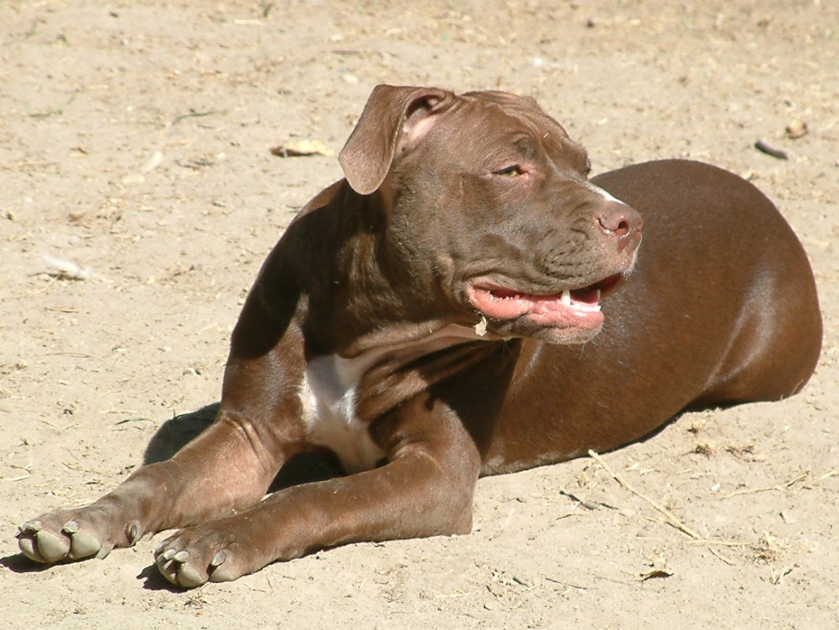 Pig