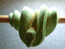 PNG