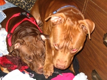 Pig and Chubbs