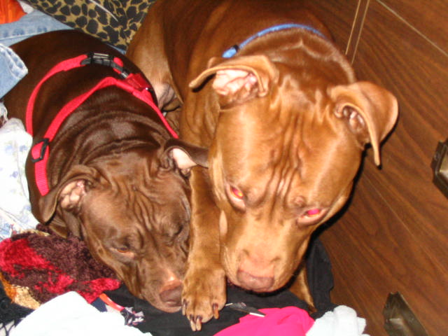 Pig and Chubbs