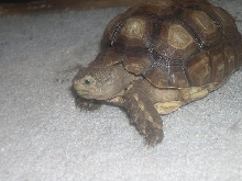 my sulcata