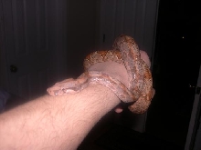 male hogg island boa