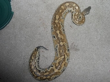 updated blood python pic