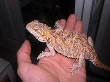 new bearded dragon
