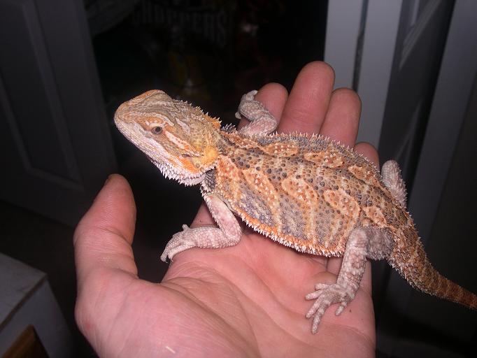 new bearded dragon