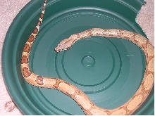 female hypo pastel pic