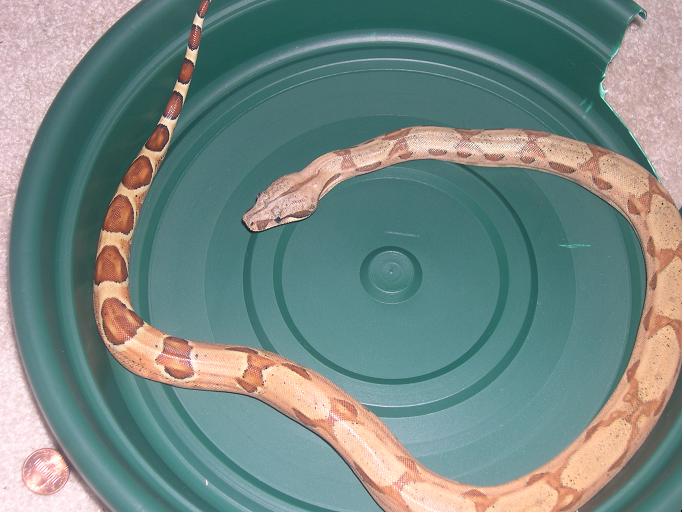 female hypo pastel pic