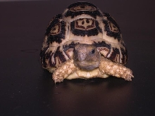 another baby leo tort pic