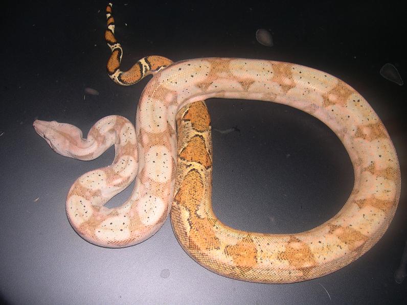 pic of hogg island boa