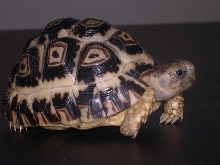 new leopard tort