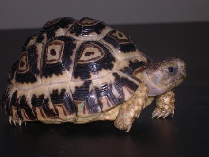 new leopard tort