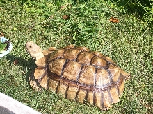 marv