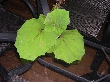 strange weed i need to identify