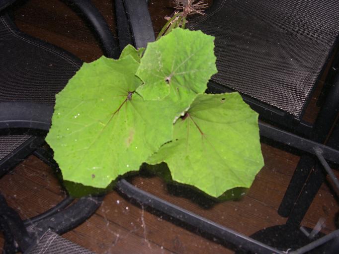 strange weed i need to identify