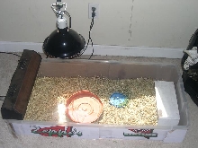 tortoise setup