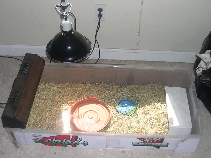 tortoise setup