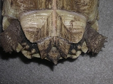 sulcatta sexing pic