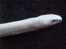 7 ft leucistic black rat