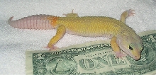 Precious the patternless