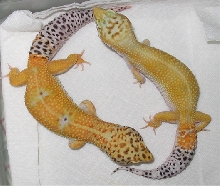 Taz and Juice