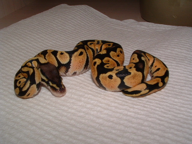 pastel male