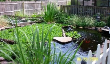 Slider turtle pond