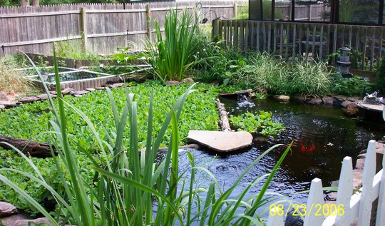 Slider turtle pond