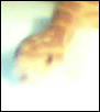 fredricka