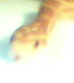 fredricka