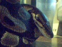 Damian