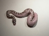 Super Pastel Belly