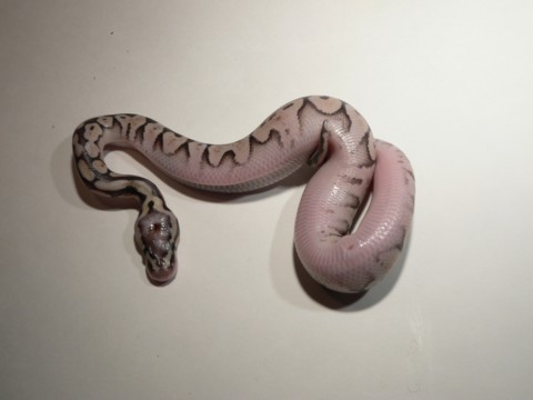 Super Pastel Belly