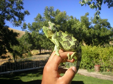 out for sun
