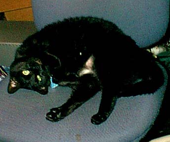 Hi, I'm Salem. I'm cute.