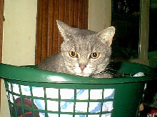 I said, MY basket!