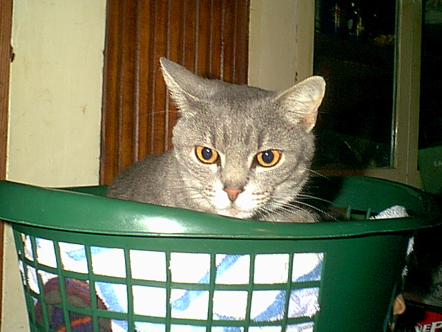 I said, MY basket!