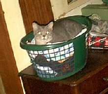 Russell in a basket
