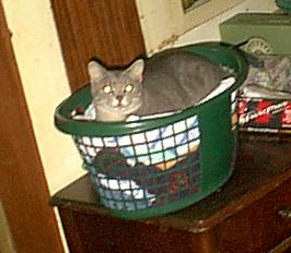 Russell in a basket