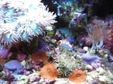 corals