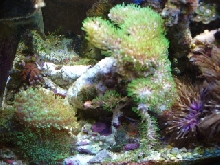 corals