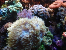 corals