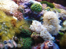 corals
