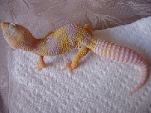 albino