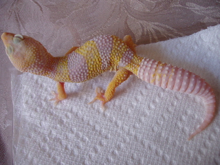 albino