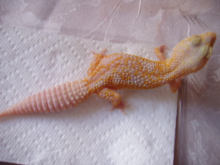 albino